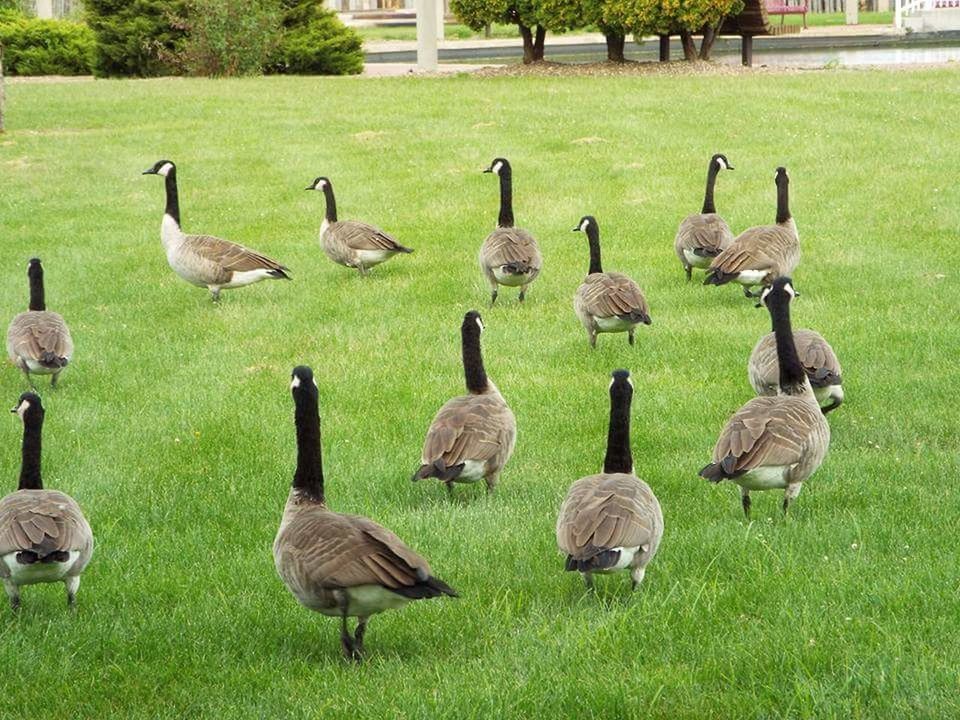 FLOCK OF BIRDS ON GRASS