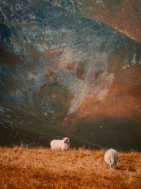 View of sheep on field