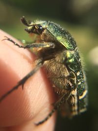 Detail shot of insect on finger