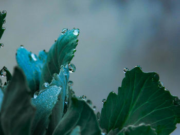 Close-up of raindrops on leaves