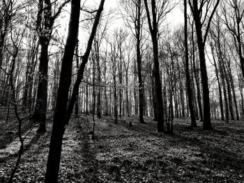 Trees in forest