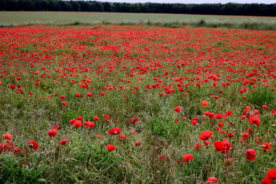 Red poppy flowers growing on field