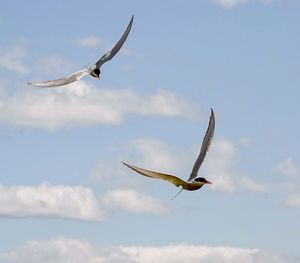 flying