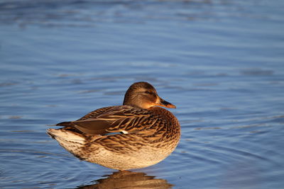 Close-up of a female mallard duck