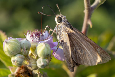 Close-up of butterfly pollinating on flower