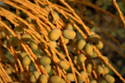 Close-up of fruit growing on tree