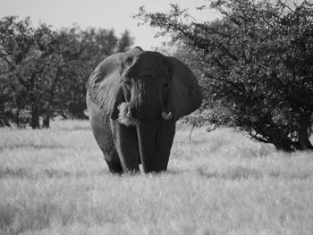 Elephant on field, desert , namibia, damaraland