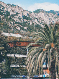 Scenic view of palm trees and mountains against sky