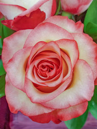 Close-up of pink rose