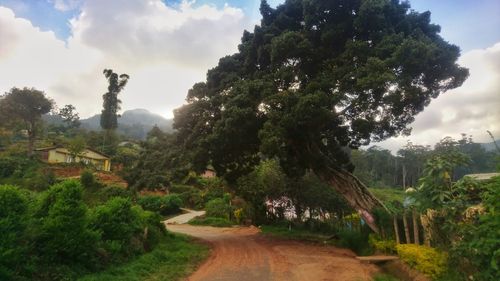 Trees on landscape against sky
