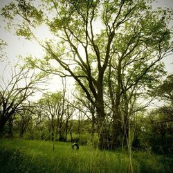 Trees on field in forest against sky