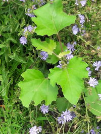 Close-up of flowers