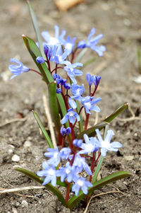 Close-up of purple crocus flowers on field