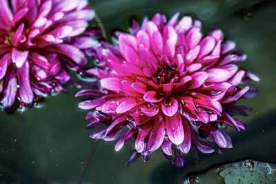 Close-up of wet pink flower