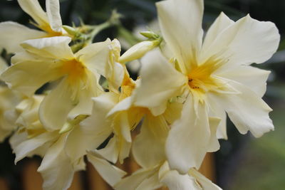 Close-up of white flowering plant 