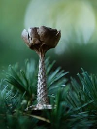 Close-up of mushroom growing outdoors