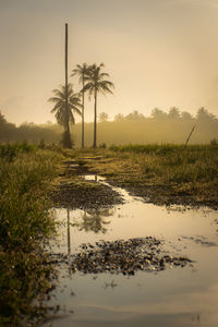 Palm trees on field against sky during sunset