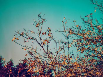 Low angle view of plants against sky during autumn