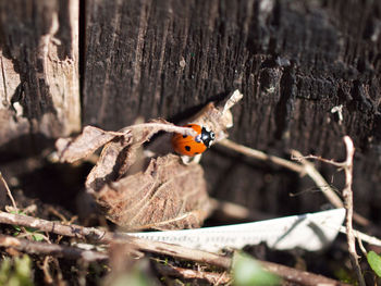 Close-up of ladybug on wood