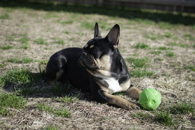 View of a dog resting on field