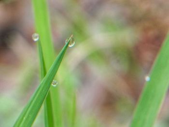 Close-up of wet grass