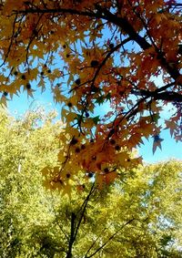 Low angle view of yellow flower tree against sky