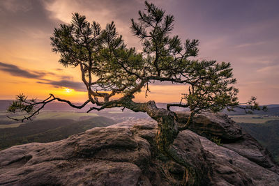 Plant growing on rock against sky during sunset