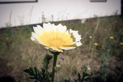 Close-up of yellow flower on field