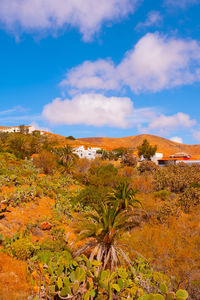 Canary islands. fuerteventura countryside. travel vacation concept stylish wallpaper