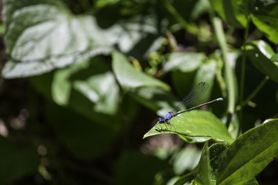 Close-up of insect on plant