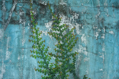 Close-up of plants against wall