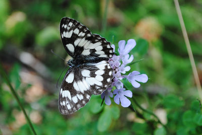 Close-up of butterfly pollinating on flower