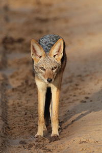 Black backed jackal stare off