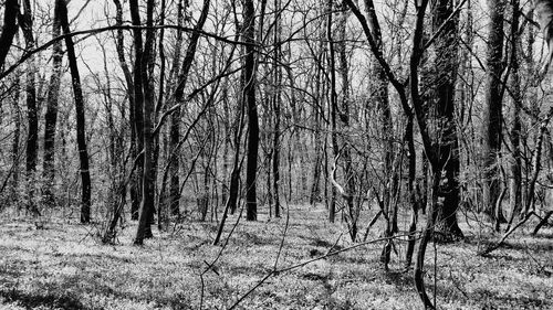 Bare trees in forest