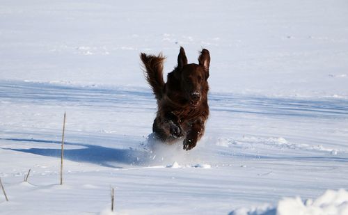 Dog running on beach against sky