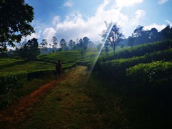Scenic view of field against sky