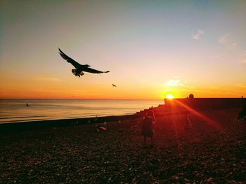Rear view of girl standing by birds at beach during sunset