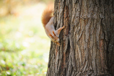 Close-up of squirrel on tree trunk