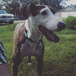 Close-up of dog on grass