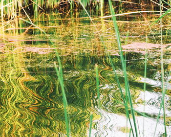 Full frame shot of plants in lake