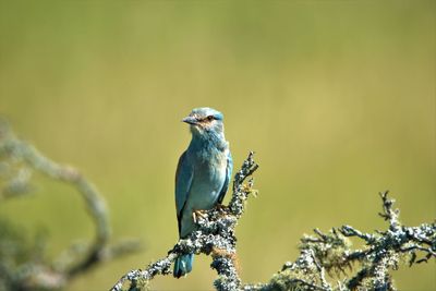 Close-up of bird perching on branch