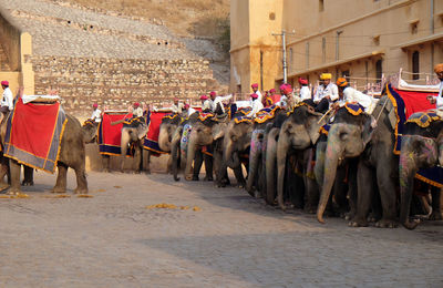 Decorated elephants waiting tourists at amber fort in jaipur, rajasthan, india