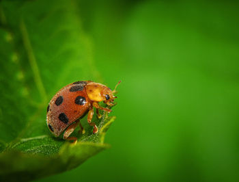 Close-up of insect on leaf