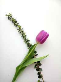 Close-up of plant against white background