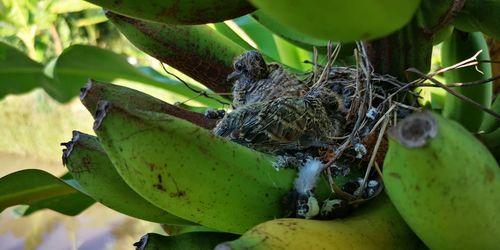 Close-up of insect on fruit