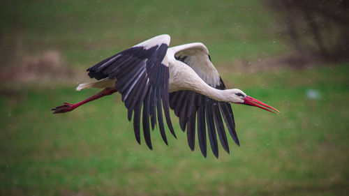 Bird flying