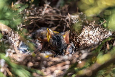 Close-up of birds in nest