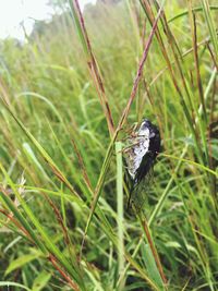 Close-up of bird on grass