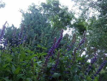 Purple flowers growing on tree