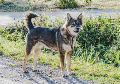 Portrait of dog standing on field